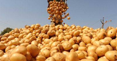 Аграрии района Деваштич намерены довести производство картофеля до 230 тысяч тонн
