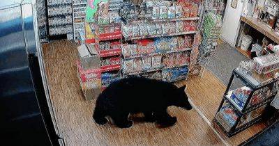 Проголодался: медведь зашел в магазин и украл пакет с жевательными мишками (видео) - focus.ua - Украина - Колумбия - Канада