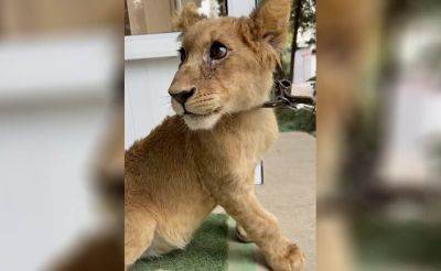 Ташкентскому зоопарку передали львенка, которого конфисковали в одном из частных домов в Янгиюле