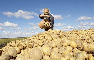 У белоруса под Волковыском украли с поля 400 кг картошки