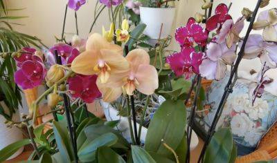 Не спешите "отпевать" свой цветок: как вернуть к жизни уже мертвую орхидею