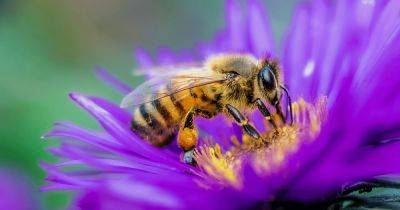 Пчелы, мины и трэш. Как МИД сделал из огромной проблемы гламурную акцию