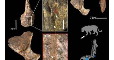 Охотились на главных хищников Евразии: ученые открыли новую правду о неандертальцах