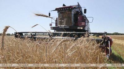 В Беларуси намолочено более 8,5 млн тонн зерна с учетом рапса
