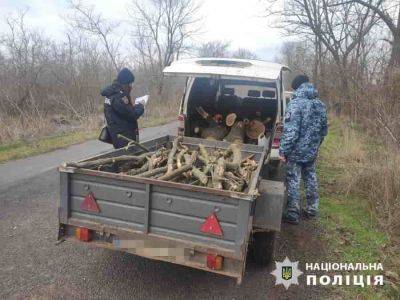 Жителя Одесчины наказали за незаконную порубку леса | Новости Одессы