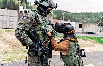 Израильский пес по кличке Чарли взял в плен высокопоставленного боевика ХАМАСа