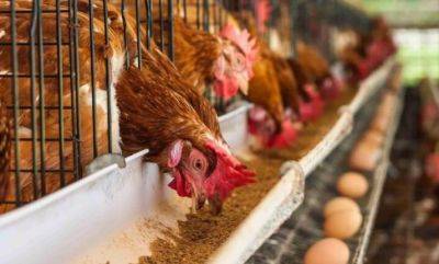 Вы будете собирать яйца по 20 штук в день: чем кормить куриц на зиму, чтобы они хорошо неслись
