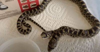 Сиамские близнецы-рептилии: в США появилась на свет двухголовая змея (фото)