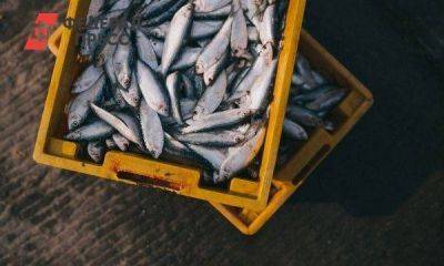 Россия ограничила ввоз морепродуктов и рыбы из Японии