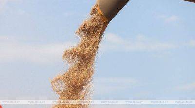 В Беларуси намолочено 8,6 млн тонн зерна с учетом рапса