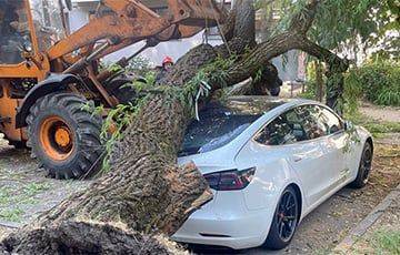 Что делать белорусам, если из-за непогоды на авто рухнуло дерево?