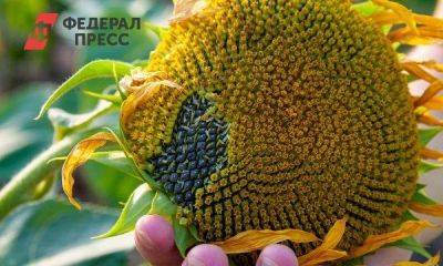 Урожай подсолнечника на Ставрополье вырос на 21%
