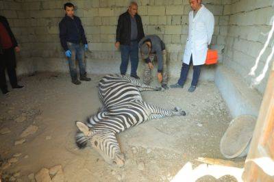 В ферганском зоопарке умерла зебра, причины смерти устанавливаются