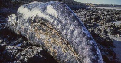 Туши выбрасывает на берег. Ученые выяснили причину массового вымирания серых китов (фото) - focus.ua - Россия - США - Украина