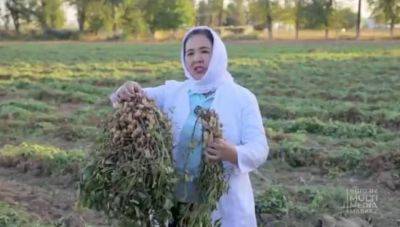 В Узбекистане создан новый сорт арахиса. Ученые утверждают, что он конкурирует с лучшими американскими аналогами