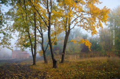 Туман и возвращение ночных морозов: погода в Харькове и области на 18 октября