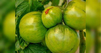 Дайте зеленым помидорам созреть: как это эффективно сделать