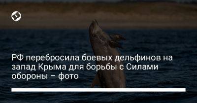 РФ перебросила боевых дельфинов на запад Крыма для борьбы с Силами обороны – фото