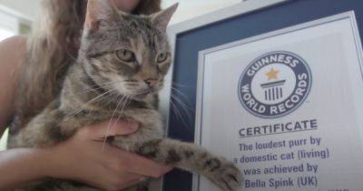 В Великобритании кошка установила мировой рекорд по громкости мурлыканья (видео)