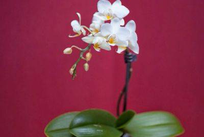 Будет пышной, как настоящая аристократка: как поливать орхидею согласно времен года, чтобы она всегда цвела