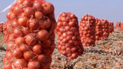 В Узбекистане побили рекорд по урожайности лука с гектара
