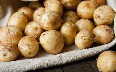 Не повторяйте эту ошибку: почему картошку перед варкой нельзя класть в холодную воду