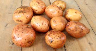 Ей можно отравиться: названы 3 способа, которые помогут определить опасную картошку