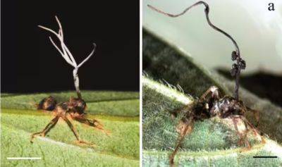 В Китае нашли новые грибы-зомби, проникающие в муравьев - фото