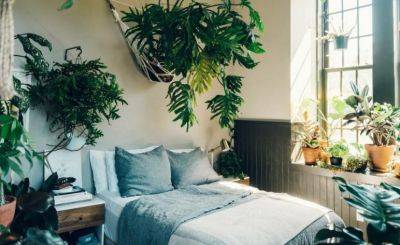 Обязательно держите их на подоконнике: названы комнатные растения, улучшающие сон и впитывающие негатив