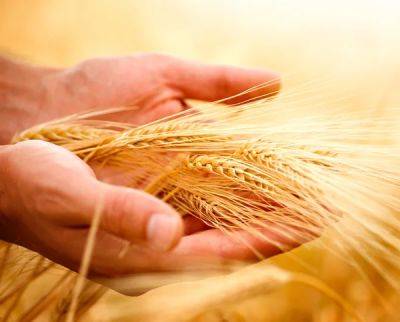 Минагрополитики увеличило прогноз нынешнего урожая зерновых и масличных