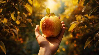 Как подготовить яблони к зиме и морозам – советы садоводов
