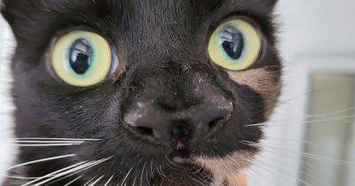 Сотрудники приюта нашли бродячего кота с двумя носами – единственного в своем роде (фото)