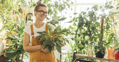 Зеленый доктор: 7 комнатных растений, которые улучшают здоровье