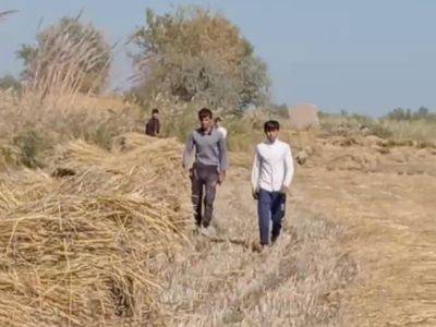 Хорезмский фермер, привлекший девятиклассников к уборке риса, оштрафован на 3,3 млн сумов