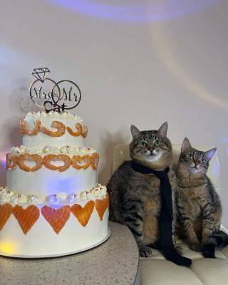 Пол года брачной жизни отметил самый известный блогер Харькова кот Степан