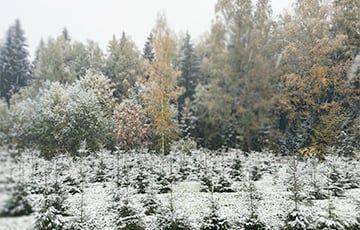 Беларусь накрыл первый снегопад