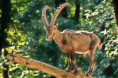 Из чешского зоопарка сбежал горный козел