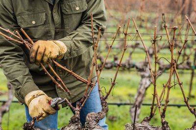 Как обрезать виноград осенью – что сделать, чтобы виноград хорошо перезимовал