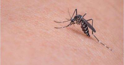 Виновно насекомое: рейс лоукоста из Амстердама задержали на 5 часов из-за укуса комара