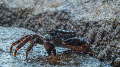 Из-за потепления в Беринговом море от голода умерли 10 миллиардов крабов