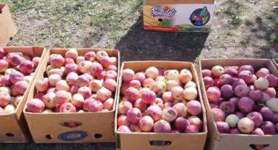 Как хранить яблоки зимой, чтобы они оставались свежими: ключевые советы для сохранения вкуса фруктов