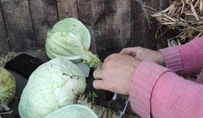 Как долго хранить капусту дома: поможет пищевая пленка и пергамент