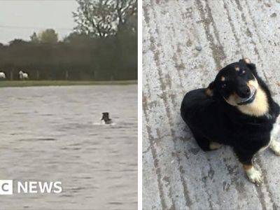 Шторм Бабет в Шотландии: сеть умилило видео, на котором собака спасает овец, застрявших в результате наводнения