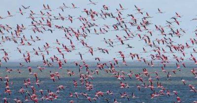 "Самое большое зафиксированное количество": под Одессу прилетели более тысячи фламинго (фото)