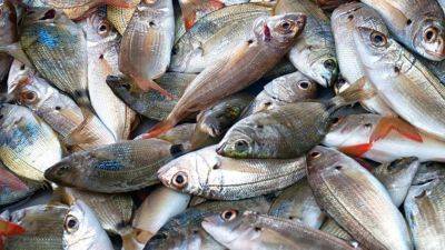 Цены на рыбу в Украине – на сколько подорожала в октябре