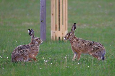 Как избавиться от зайцев – что делать с ушастыми вредителями, не убивая их
