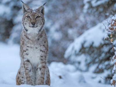 "Йеллоустоун для Европы": Румыния создает крупнейший заповедник дикой природы на континенте