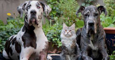 Кошки против собак: ученые рассказали, кого люди любят больше - focus.ua - Австрия - Украина - Англия - Дания - Копенгаген