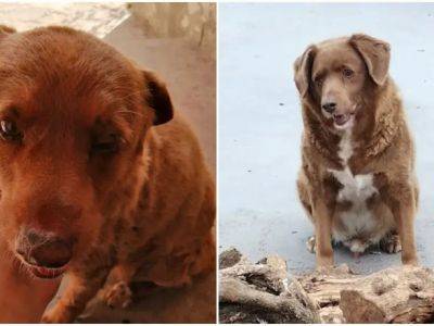 Умерла самая старая собака в мире: ей был 31 год - unn.com.ua - Украина - Киев - Шотландия - Португалия
