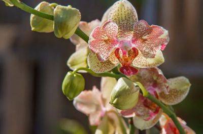 Цветок заиграет новыми красками: каким аптечным препаратом полезно поливать орхидею